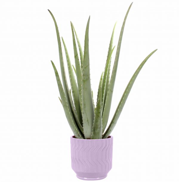 Aloe Vera kamerplant in paarse sierpot