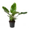 Kamerplant Philodendron Imperial Green